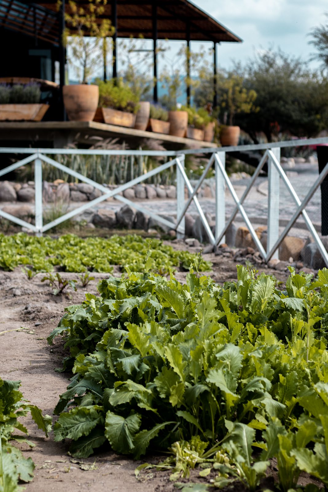 Martorell Residencial - Primer Agrihood de México - Miniatura 12